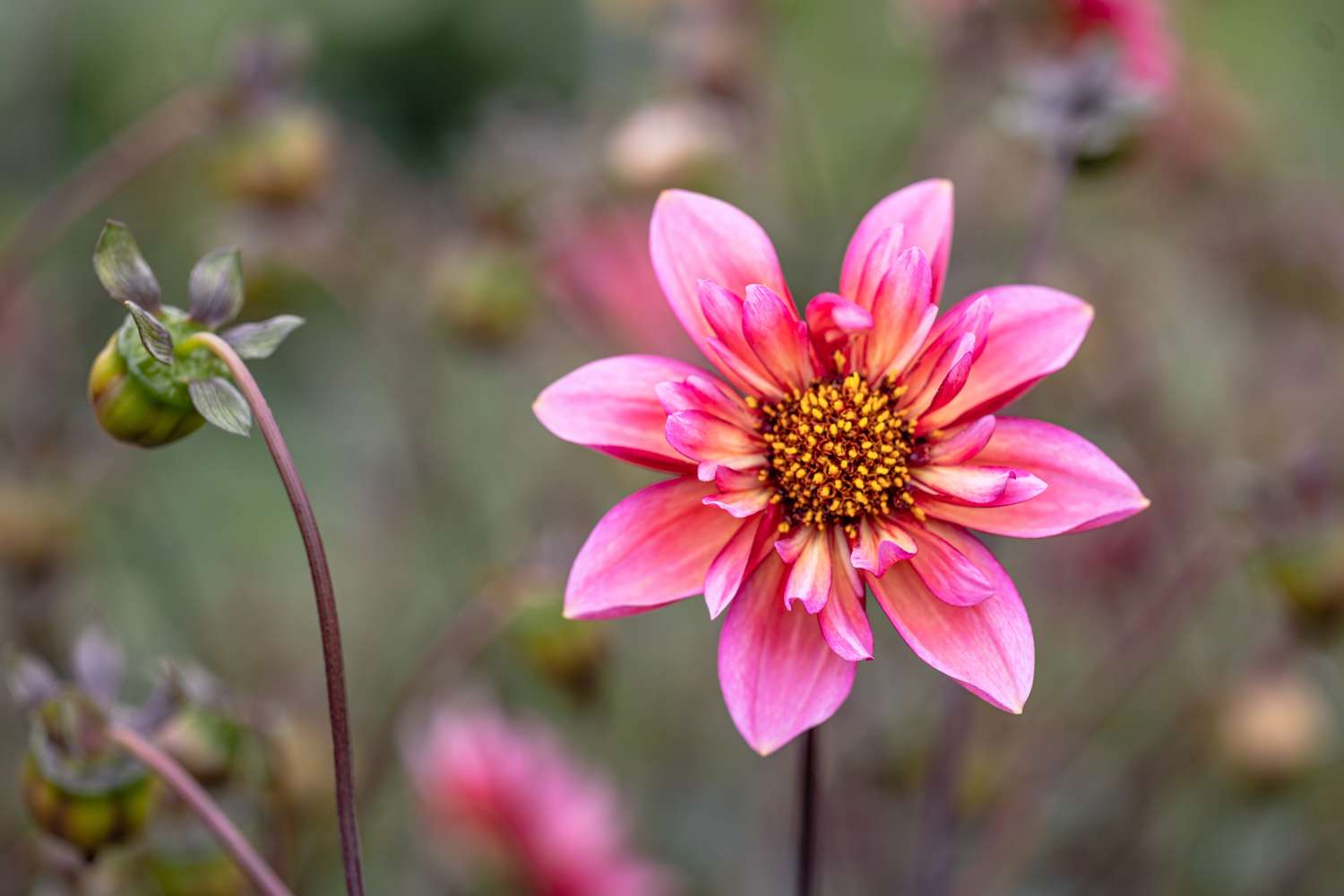 Dahlia 'Princess Nadine'
